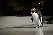 Picture 'Ant1_1_0466 Rockhopper Penguin, Saunders Island, Falkland Islands, Antarctica and sub-Antarctic islands'